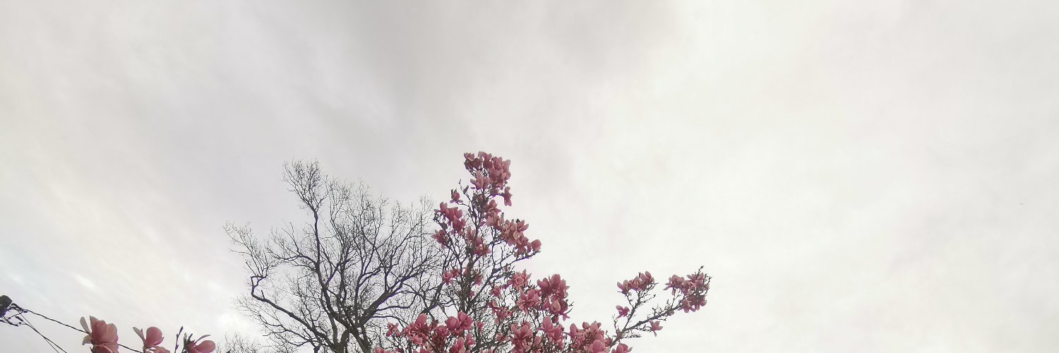 cestelle3's profile banner image