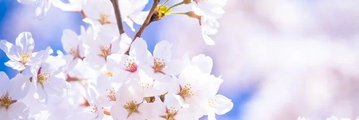 halca_xx's profile banner image