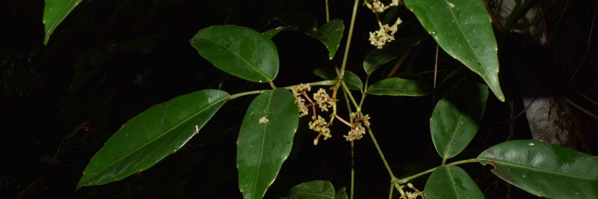 Jasper Obico 🍉 banner