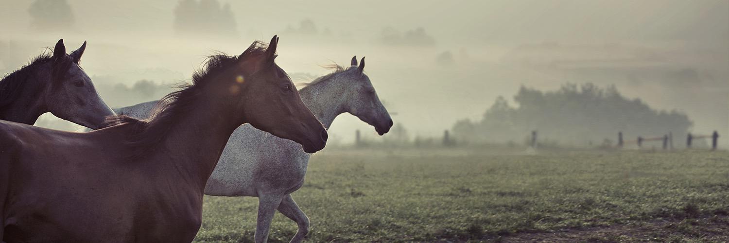 talking2animals's profile banner image