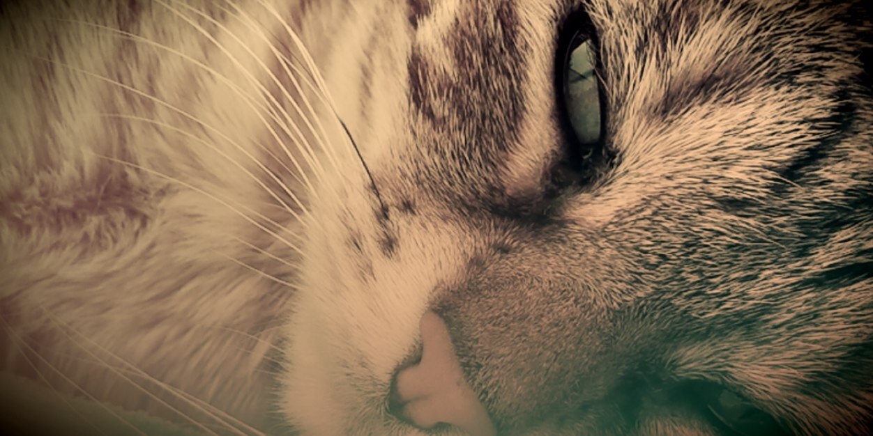 PlumePhoto's profile banner image