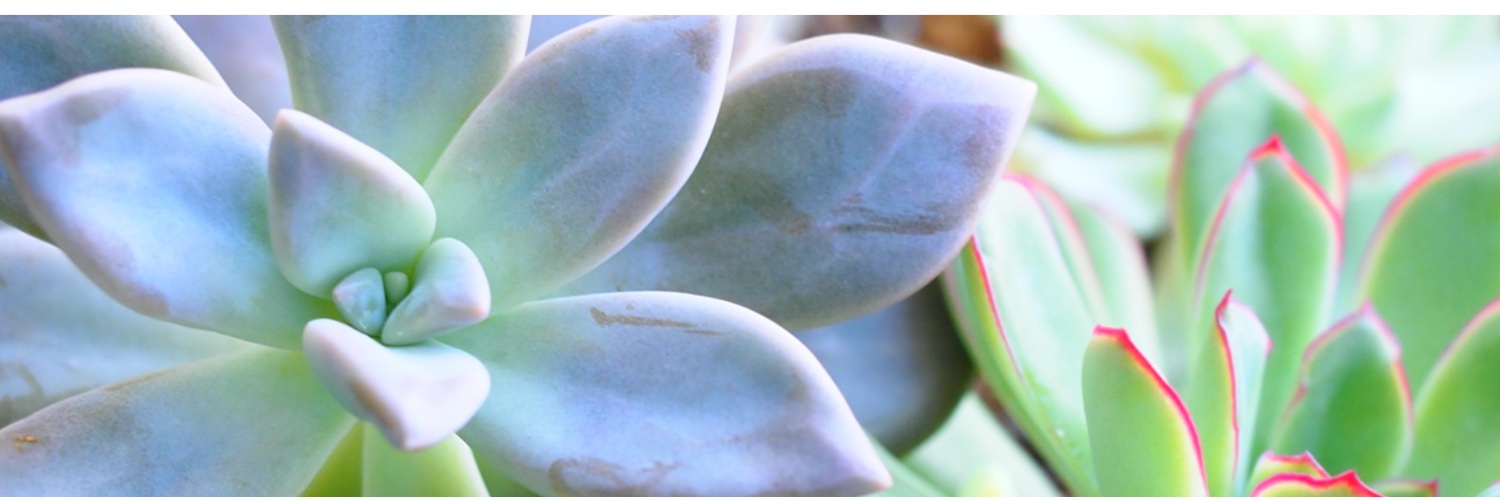 schnakanon's profile banner image