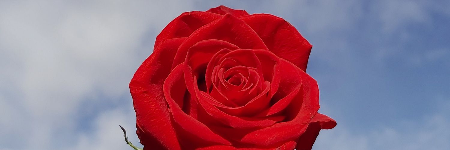 martacano__'s profile banner image