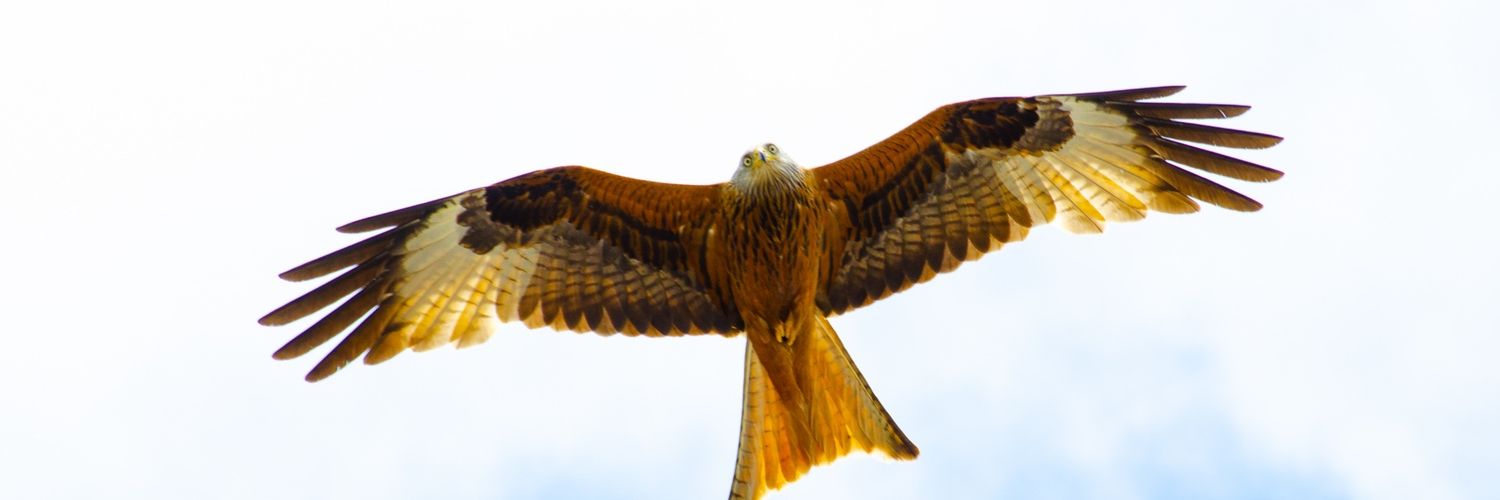 Chris O'Neill banner