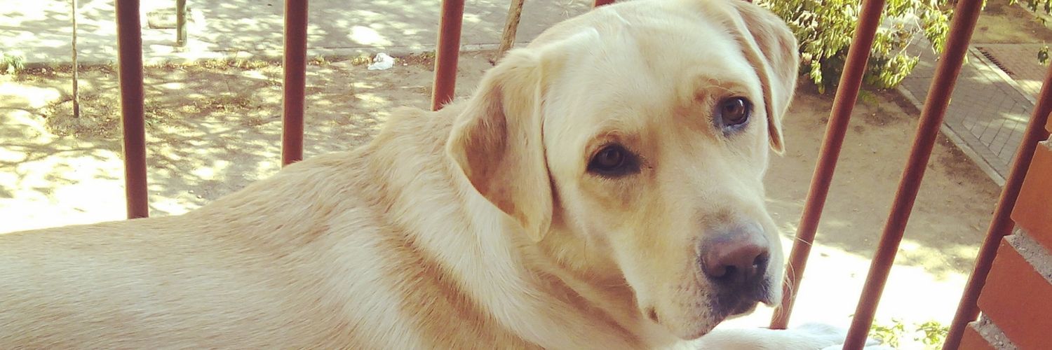 _albita7's profile banner image