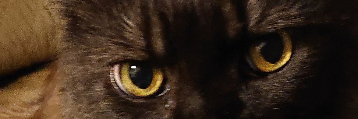 ZAK BP23🐾ゆーべっちゃ banner