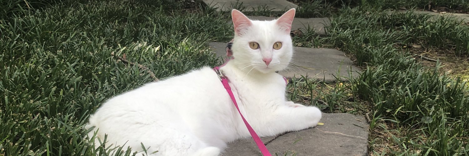 Tori Langemoore (She/Her) banner