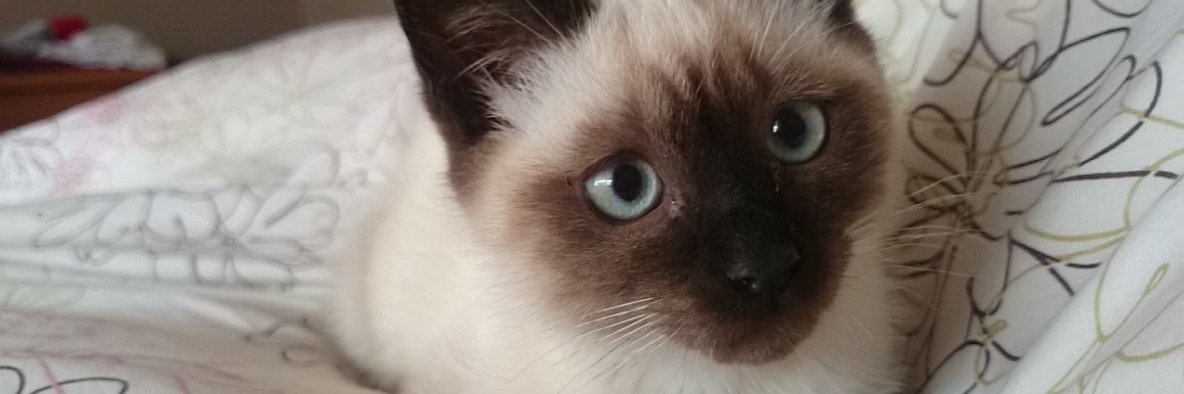 FerniRB's profile banner image