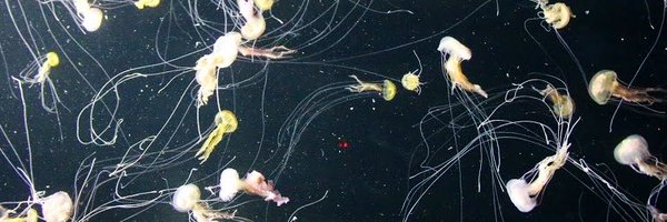 vinovano96 Profile Banner