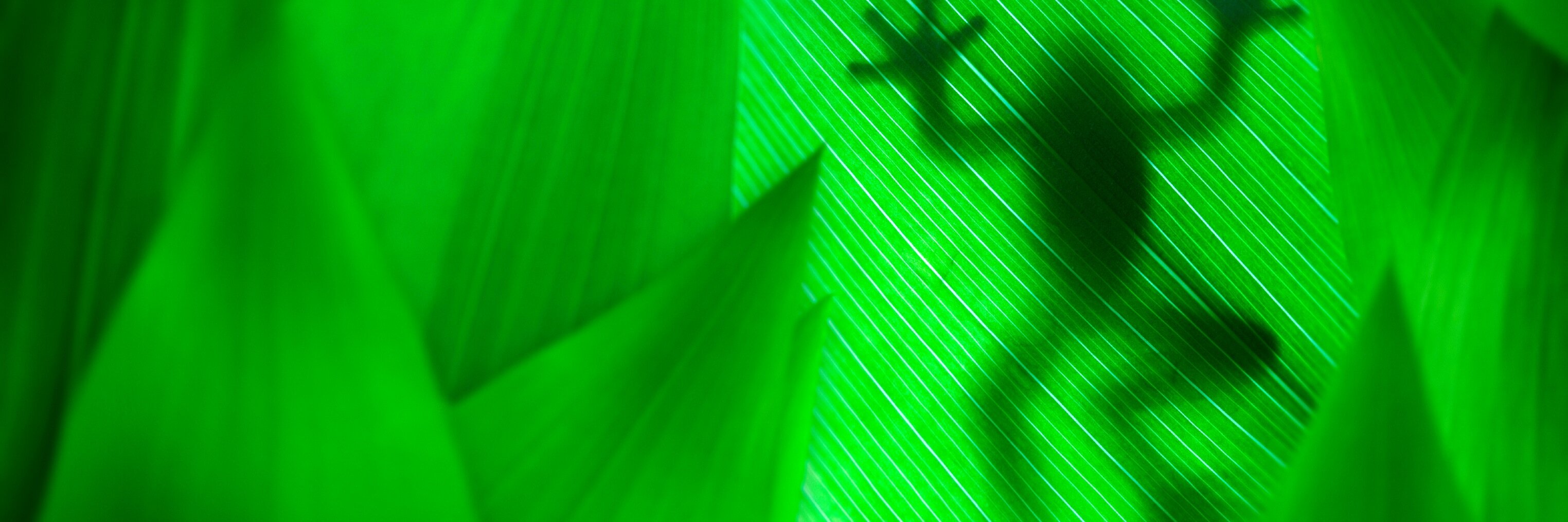 GreenFrogOnline's profile banner image