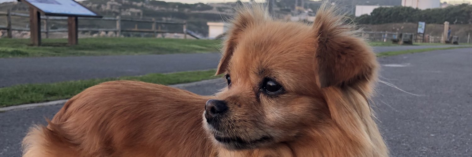 Saraaller_'s profile banner image