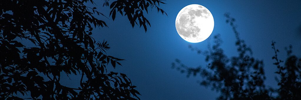 Cryptodingo banner