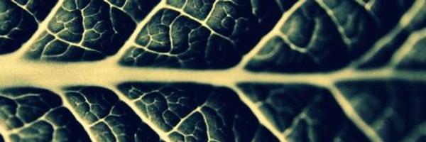 LivingWithMir Profile Banner