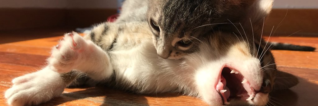 misslunacy's profile banner image