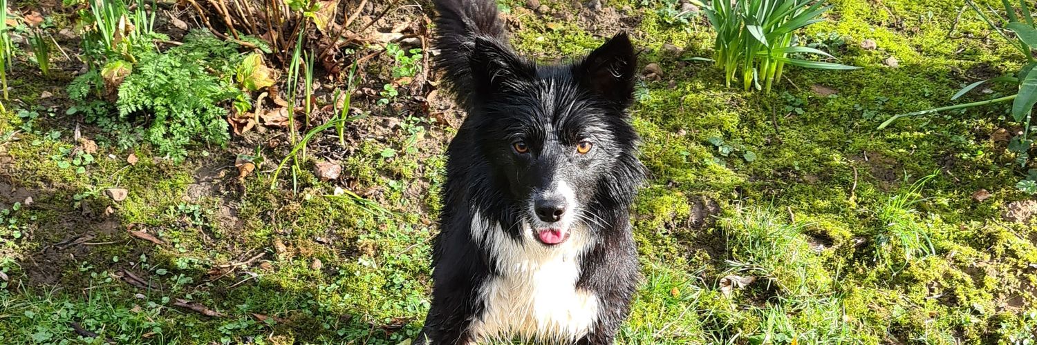 🐾🌷🐕.Chelle.🐕🌷🐾 banner