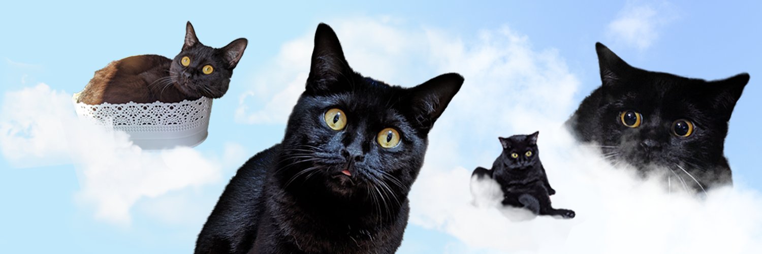 ушат кота banner