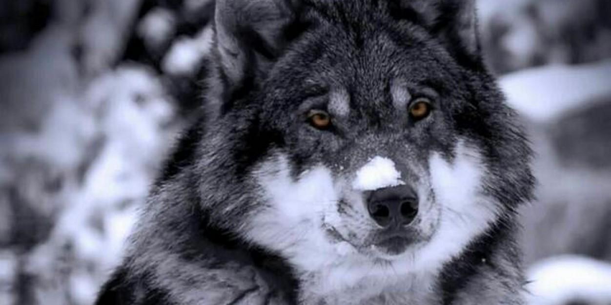 komlan Ohm'herr banner