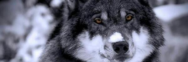 ohmherr Profile Banner