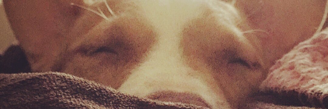 LovableMSgirl's profile banner image