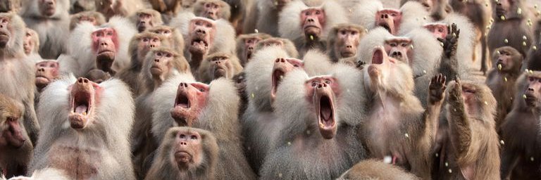 monkeymanmikey's profile banner image