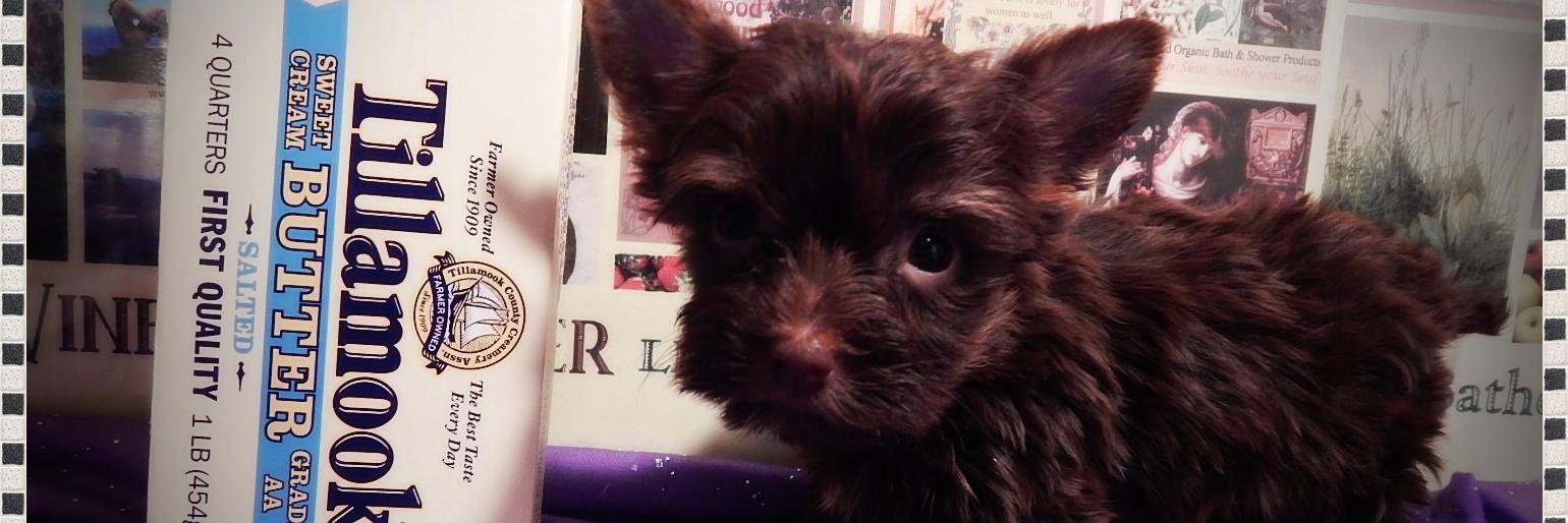 ChocolateYorkie's profile banner image
