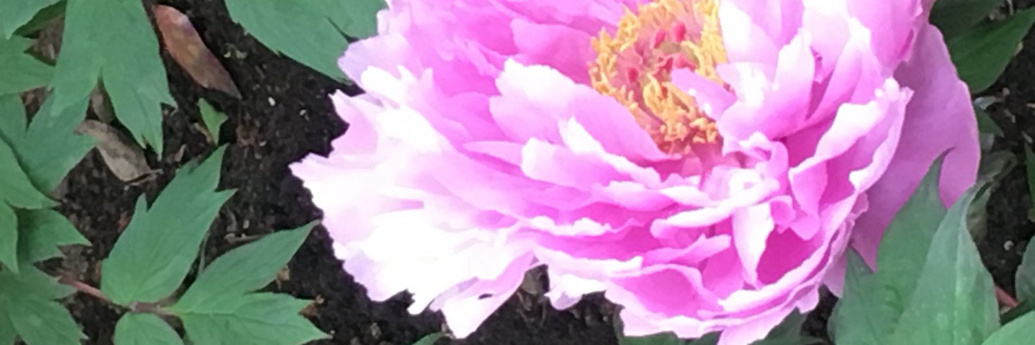 daguotani's profile banner image