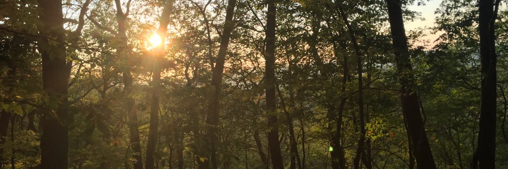 Cassandra Nelson banner