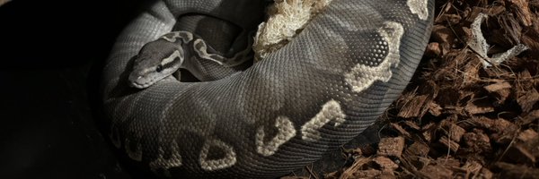 Fernando_AFS Profile Banner