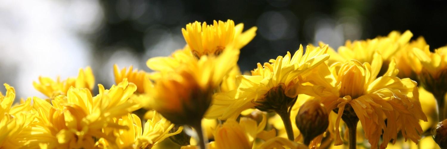 Bernice_Padilla's profile banner image