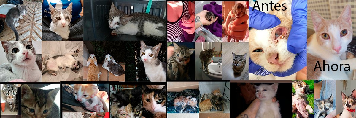 Ayuda a animales banner