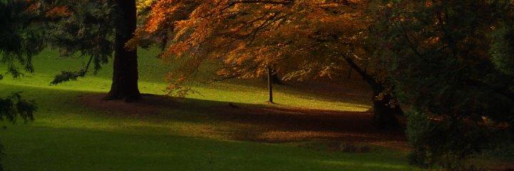 Alexander Wilden banner