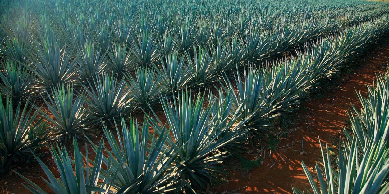 MacCorona's profile banner image