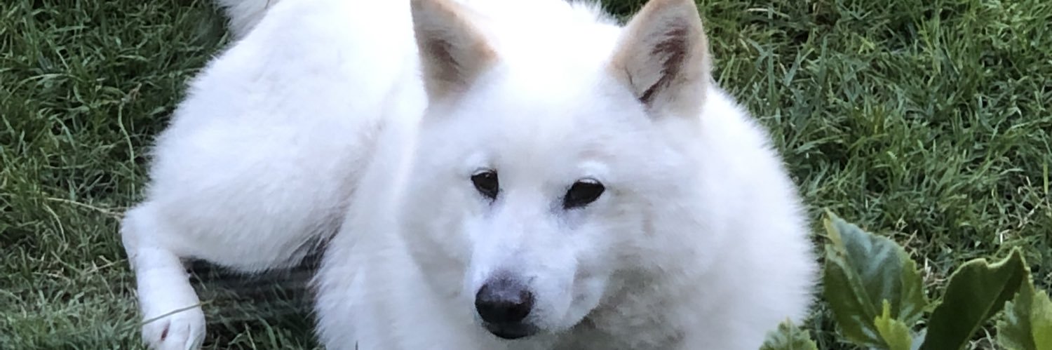 Dillon Boucher MNZM banner