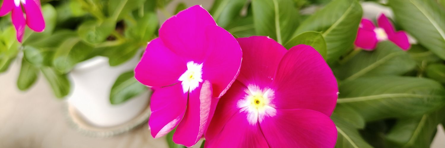 masatoinago's profile banner image
