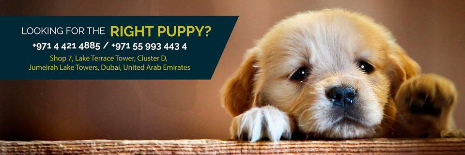 MyEuroPets's profile banner image