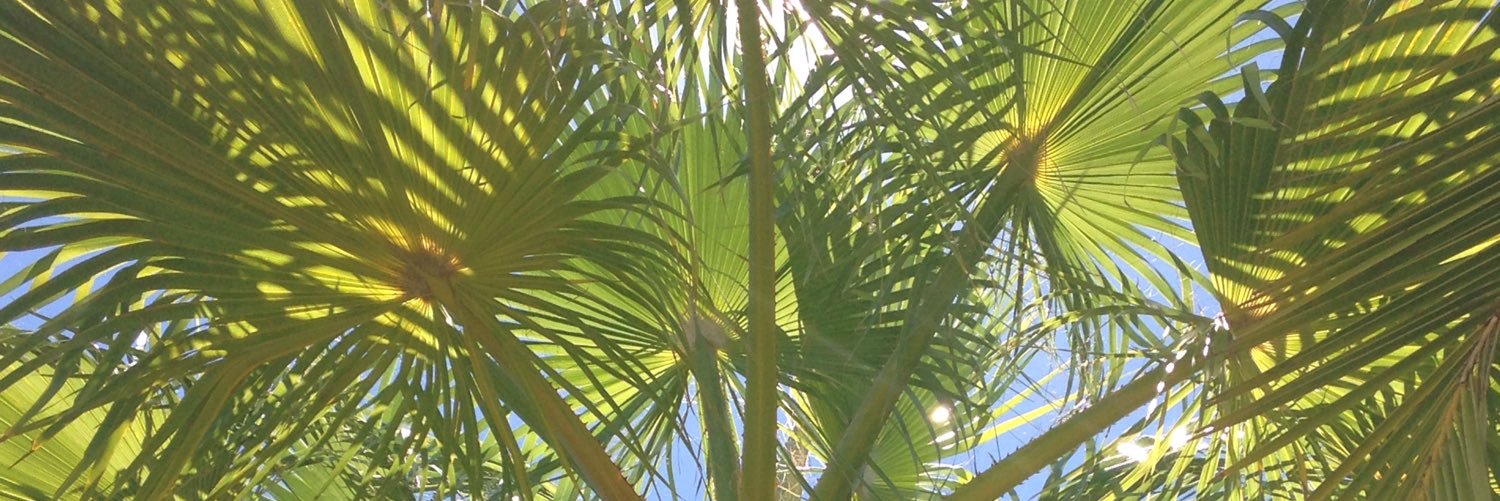 TabathaTopCat's profile banner image