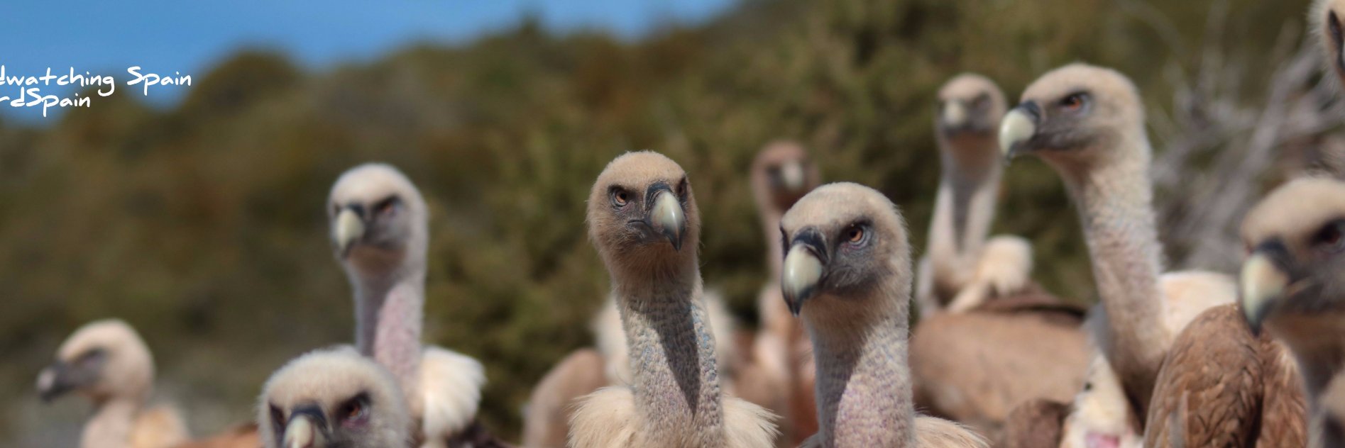 Bird Watching Spain banner