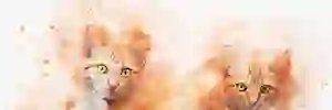 jonwaynemane's profile banner image