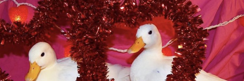 peacenarry's profile banner image