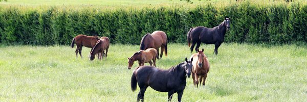 CurraghmoreNZ Profile Banner