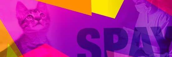 Spay Panama banner