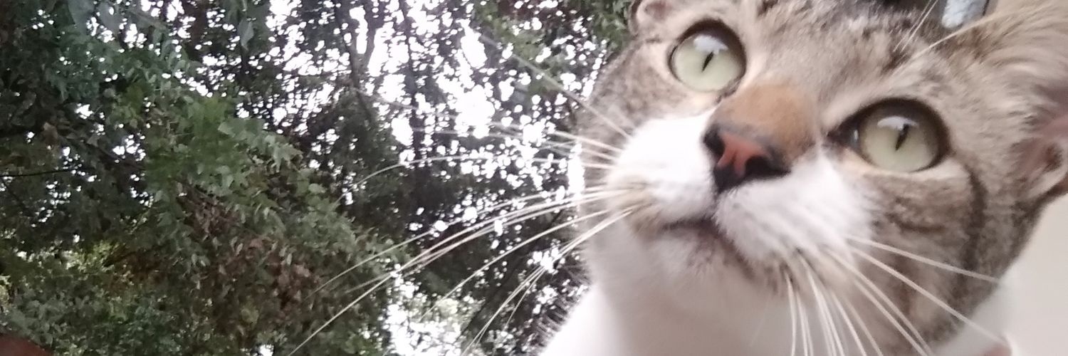 Lucasiacuzzi's profile banner image