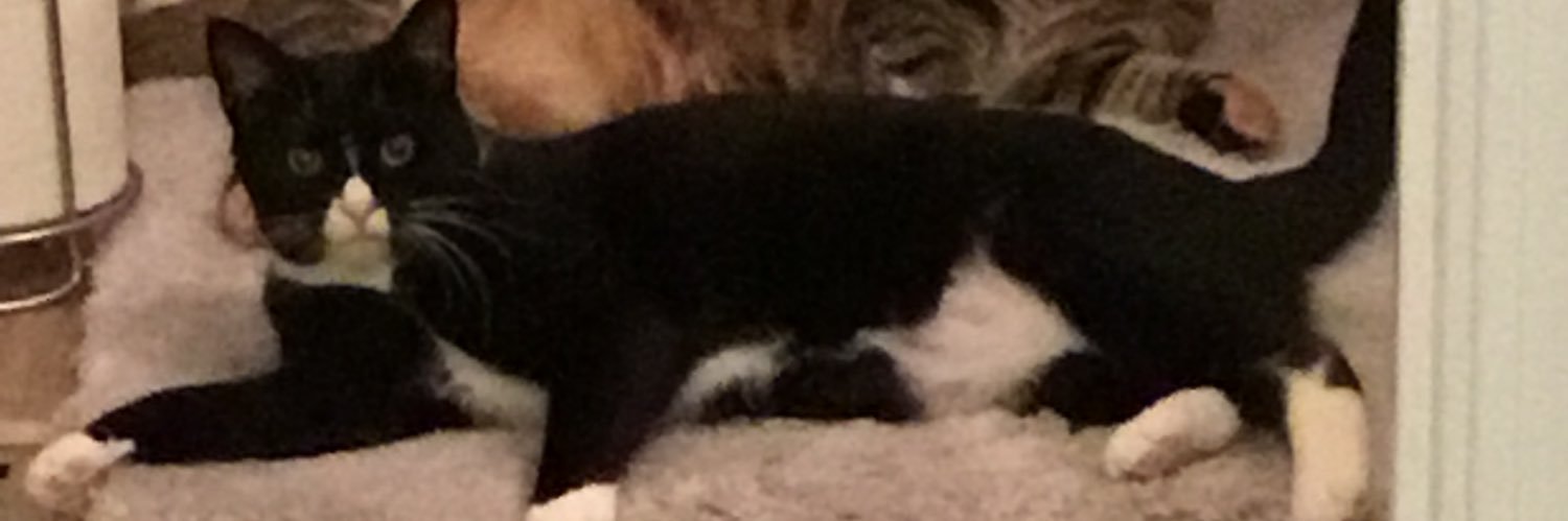 HappyMomba 🦉🗽🌊🧑🏻‍🦳🐰⛪️ 😈 banner