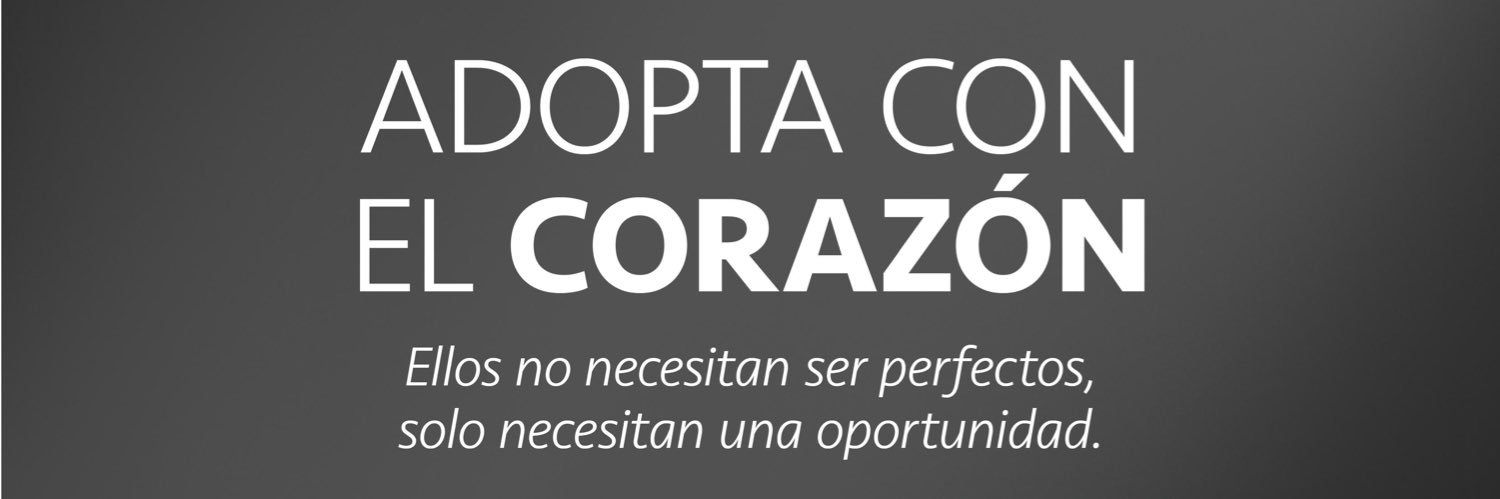 Pao Peralta 🐶 Rescatando Perritos 🇵🇪 banner