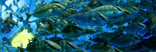 Ocean_Era Profile Banner