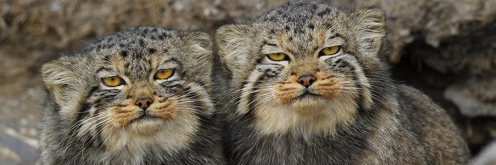 Laura Summers banner