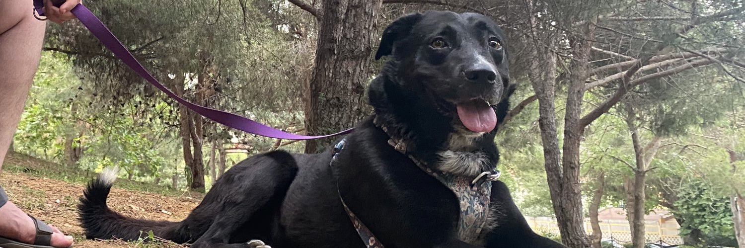 Ayça Gürelman banner