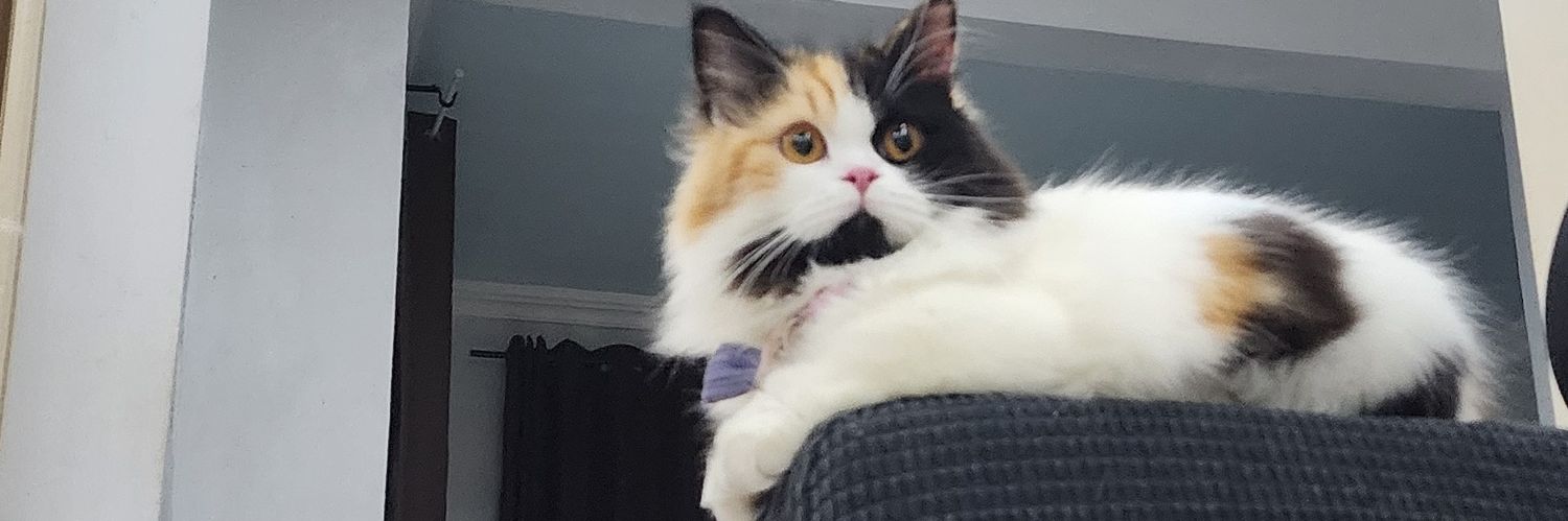 willywilma's profile banner image