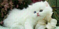 nelly5522's profile banner image