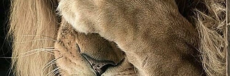 chi_ws2c's profile banner image
